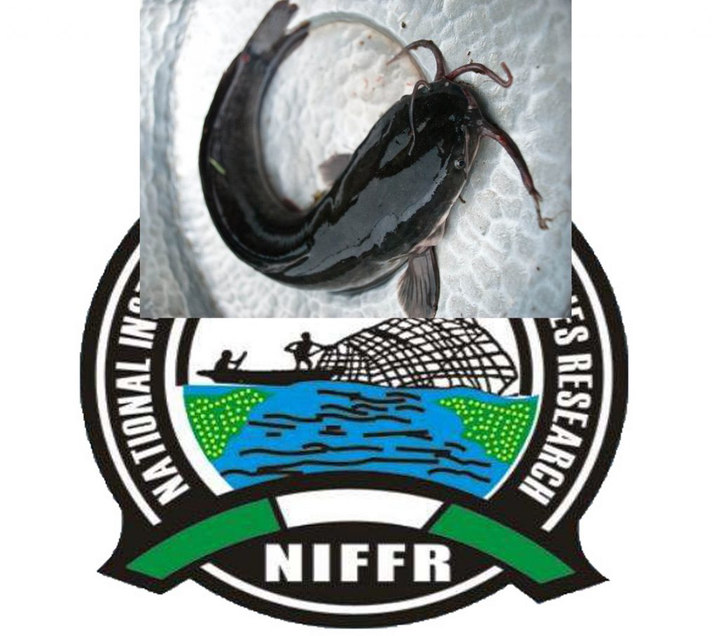 NIFFR